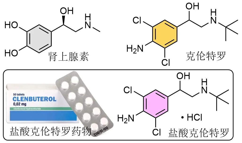 危害健康的"瘦肉精—克伦特罗